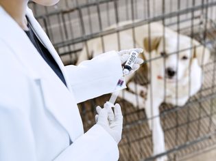 兽医给狗注射狂犬病疫苗