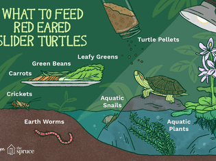 说明如何喂养红耳龟