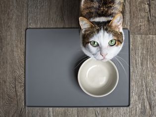 白色玳瑁色的猫看着她的食物碗，抬头看着镜头