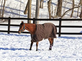 马在冬天的田野上披着毯子