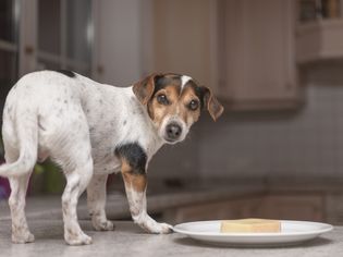 一只狗站在一盘奶酪旁边