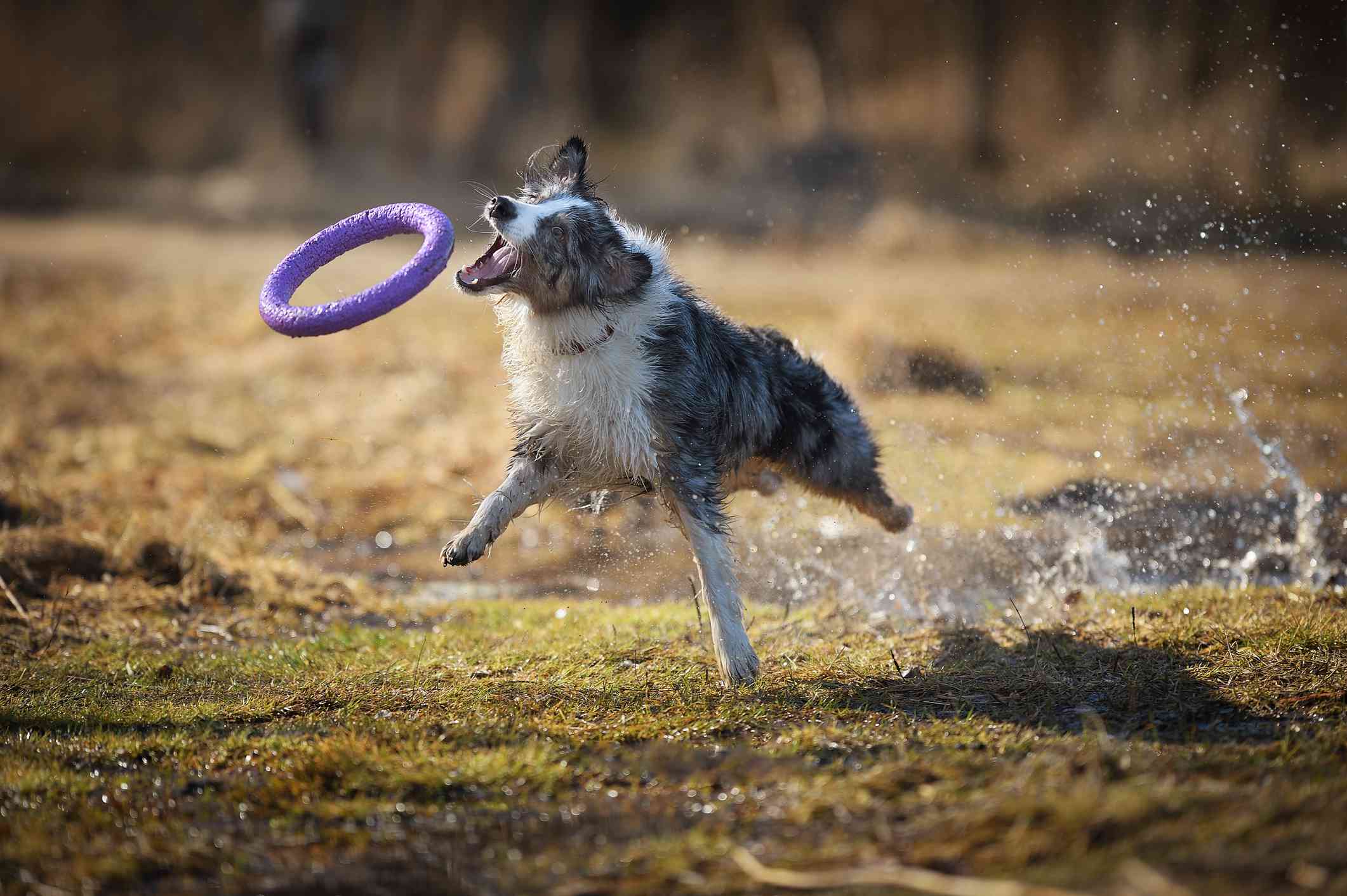 一只澳大利亚牧羊犬跳着，用嘴叼着一个戒指玩具。