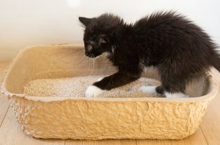 白色爪子的黑猫踏入猫砂盒