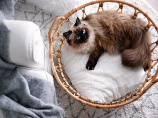 顶视图，可爱的巴厘岛猫在家里的篮子里。毛茸茸的宠物