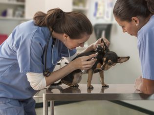 兽医正在检查小狗