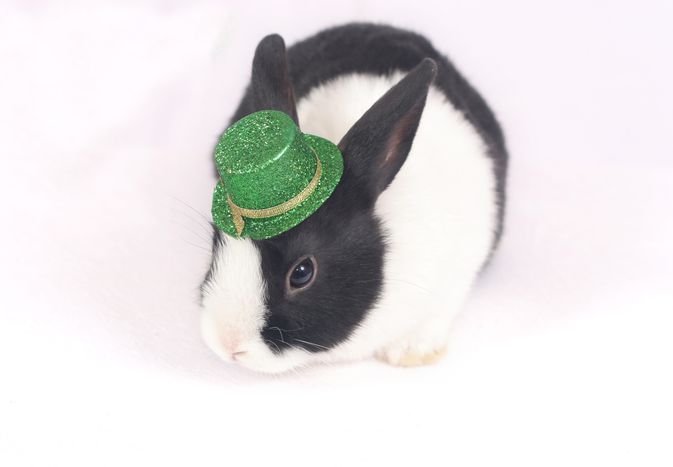 戴绿帽子的兔子