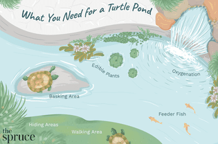海龟池需要的图解