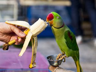 一只给鹦鹉喂香蕉的手
