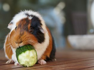 豚鼠在地板上吃黄瓜的特写