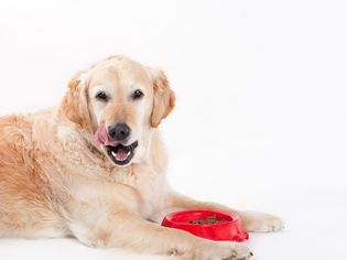 金毛猎犬躺着，从一个红碗里吃东西。
