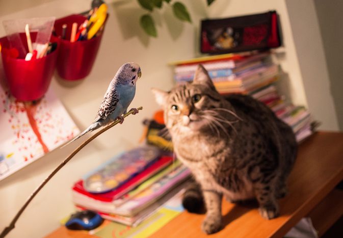 花斑猫坐在桌子上盯着一只蓝色的长尾小鹦鹉