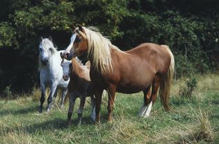 在田野里的三匹威尔士山地矮种马，包括栗色的怀孕母马和小驹，以及灰色的矮种马