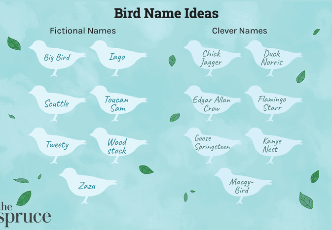 鸟的名字的想法