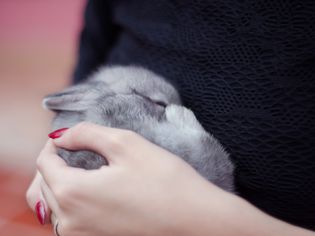 手里拿着睡着的小灰兔的特写