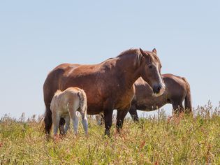 在田野里吃草的布雷顿母马和小马驹