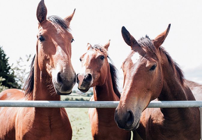 三匹马在围栏里