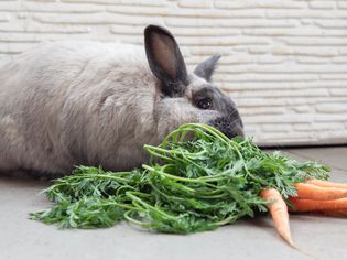 灰色的兔子正在吃顶部是绿色的胡萝卜