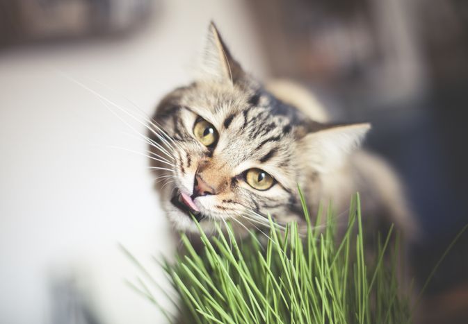 虎斑猫吃猫草