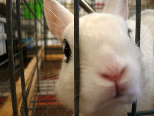 兔子从笼子里探出鼻子