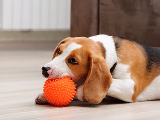 小猎犬在玩一个橙色的尖球玩具