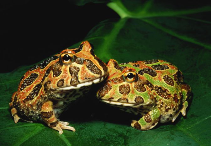 叶子上的吃豆蛙或华丽的角蛙(角蛙属)，特写