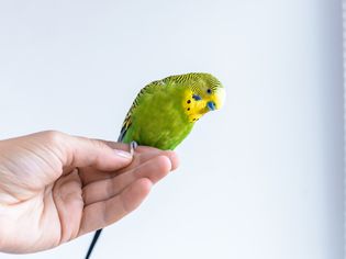 有趣的虎皮鹦鹉。可爱的绿色鹦鹉坐在手指上，看着相机。