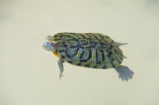 一只红耳龟在鱼缸里游泳