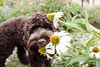 棕色的小狗在花园里吃白色的圆锥花