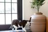 棕色和白色的猫在棕褐色的猫砂盒里探着头，上面有植物