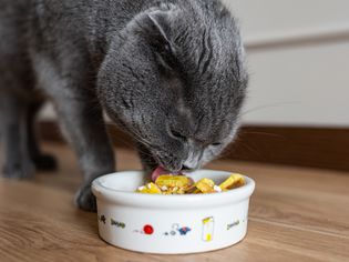 灰猫吃着小白碗里的家常菜