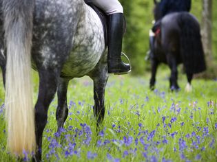 在布雷肯·比肯国家公园，骑马穿过蓝铃树