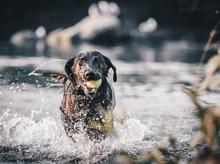 水中的拉布拉多猎犬