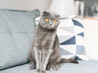 灰色的苏格兰折耳猫的猫坐在沙发上浅蓝色与橙色的眼睛