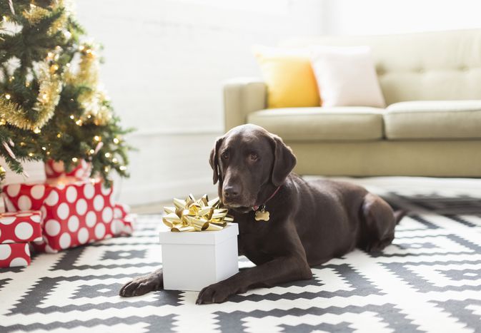 巧克力色的拉布拉多犬躺在圣诞树旁边的地毯上