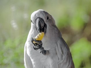 一只凤头鹦鹉吃橘子的特写镜头。