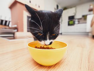 猫吃干猫粮