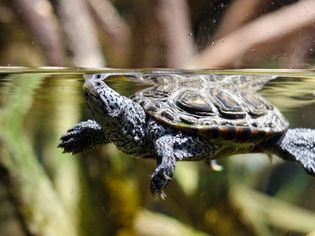乌龟在水箱里游泳