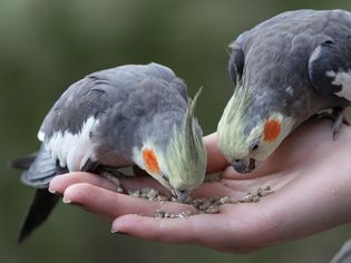 手里拿着鸟食的人正在喂两只鹦鹉。