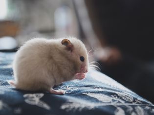 仓鼠坐在一块布上啃食