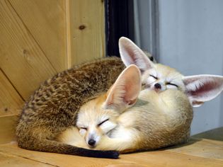 野生动物——耳廓小猫睡觉
