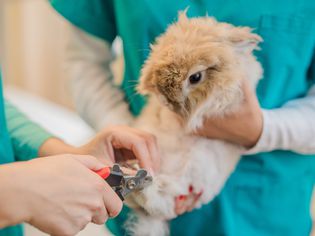 可爱的兔子去看兽医。